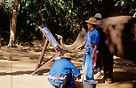 malowanie obrazu przez s�onia w Chiang Dao
